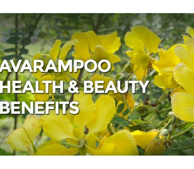 Evescafe | Avarampoo ( Avaram Senna) Benefits For Skin & Health | Natural Remedies for Diabetes
