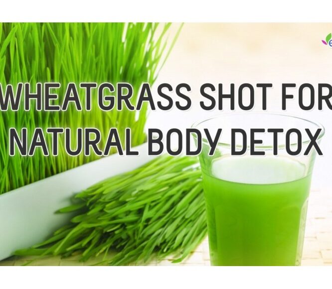 DIY – Wheatgrass Shot & Wheatgrass Health Benefits