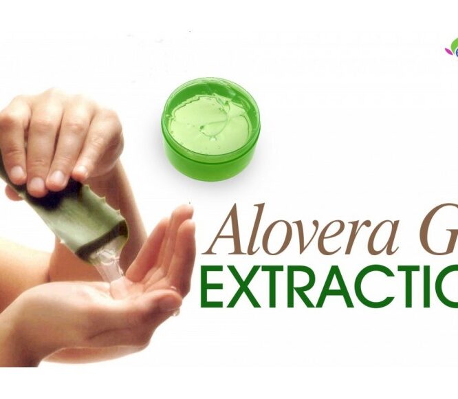 Evescafe | Extracting AloeVera Gel from the Plant