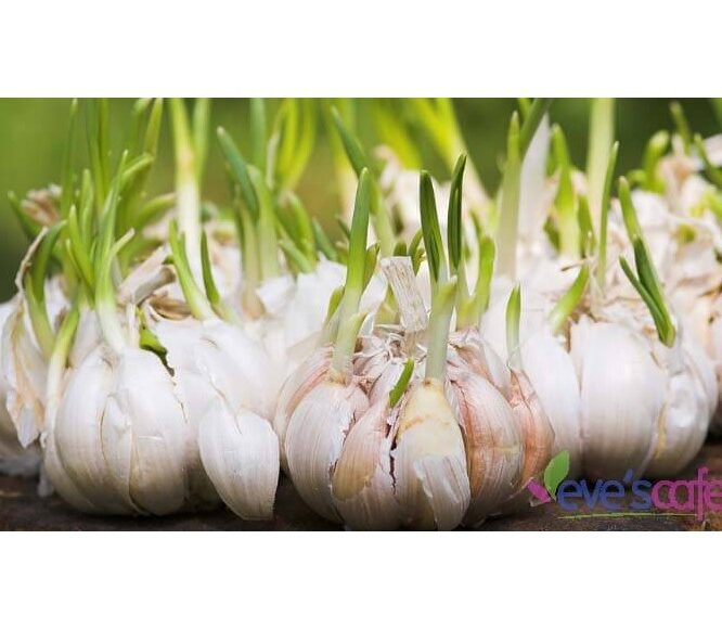 Evescafe | Top 7 Foods for Breast Cancer Prevention